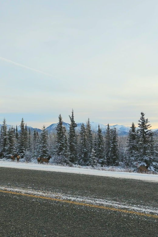 Whitehorse: Wild Tracks, in Search of Bears & Other Wildlife