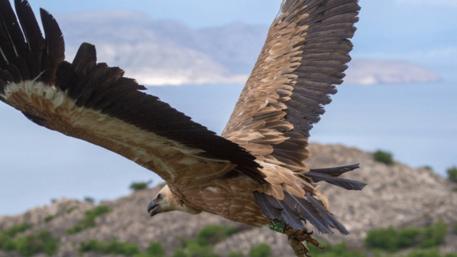 Wild Bays and Plavnik Island: a Whole Day Private Boat Tour