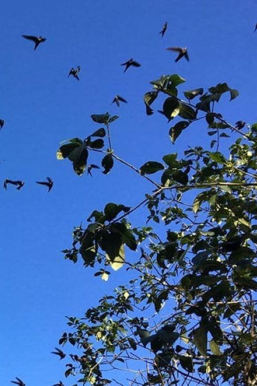 Xilitla: Swallows, Tamul Waterfall and Cenote Cave Tour