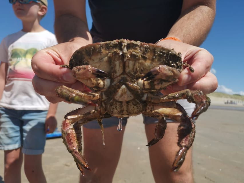 Zeeland Strand Safari Met Visnet Nl/En/De Private Tour - Tour Overview