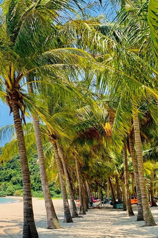 Hoi An: Cham Island Snorkeling and Sightseeing Tour