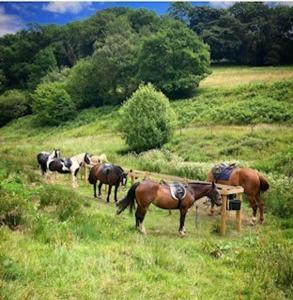 Tarr Farm Inn - Guest Experience and Ratings