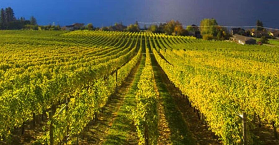 Lake Country: Full-Day Wine Tour With Tastings