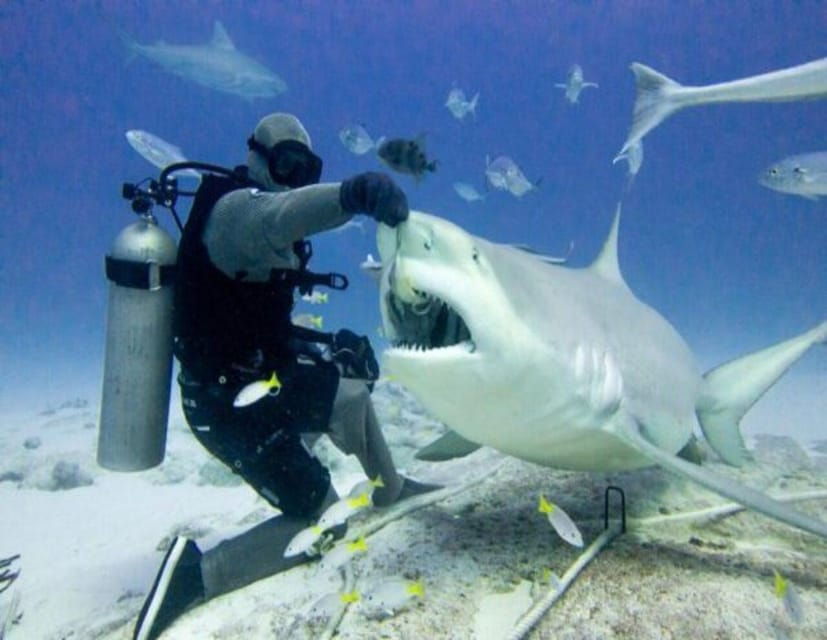 Bull Shark Feeding