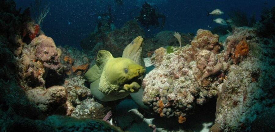 Cancun: Goliat Grouper Dive Adventure