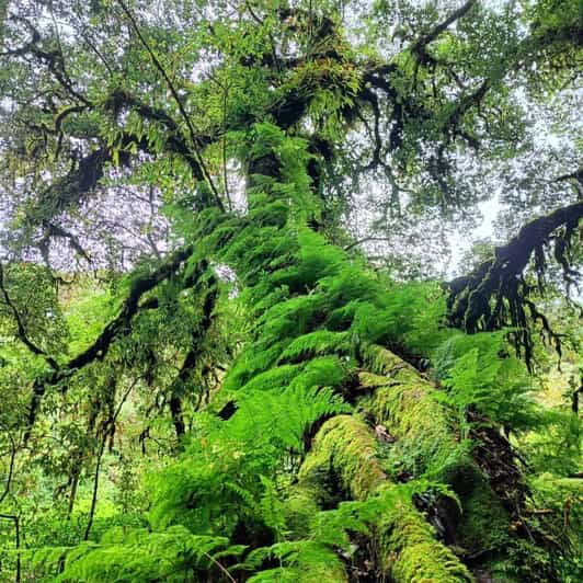 Chiang Mai: Doi Inthanon National Park, Waterfall Day Tour