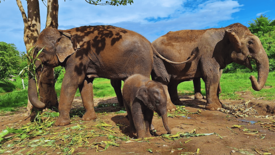 Chiang Mai: Half Day Living Green Elephant Sanctuary
