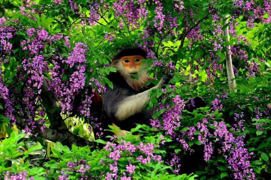 Da Nang: Explore MonkeyMountain & Marble Mountain&AmPhu Cave