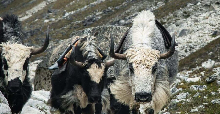 Everest Panorama Trek - Natures Grandeur in Every Step - Trek Overview and Highlights