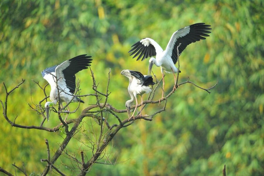 Hoa Lu Ancient – Bich Dong & Thung Nham Bird Valley