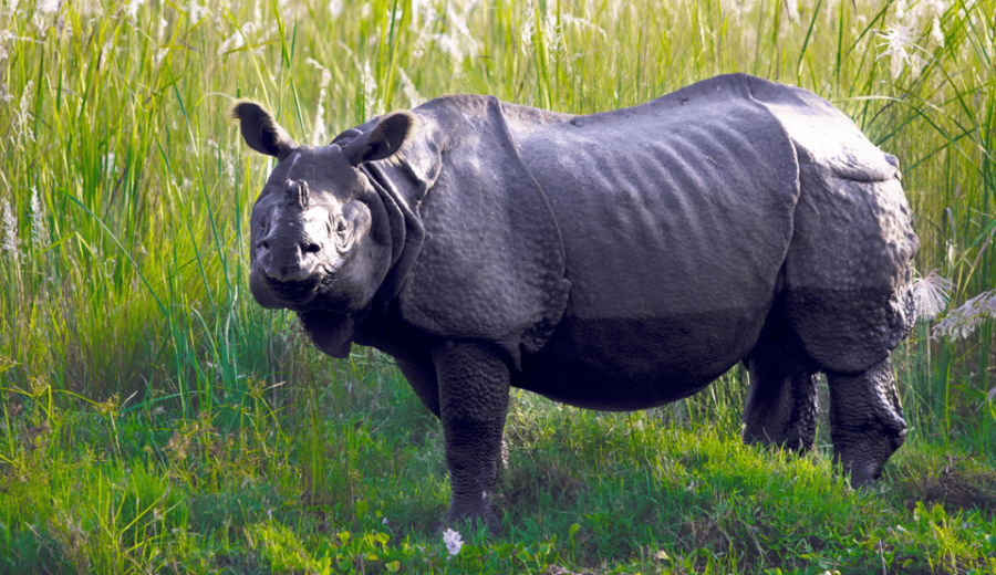 Kathmandu Chitwan Tour-Transportation Hotel and Meals
