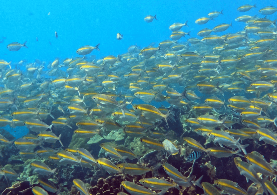 Koh Kood: Snorkeling Speedboat Tour With Lunch and Transfer