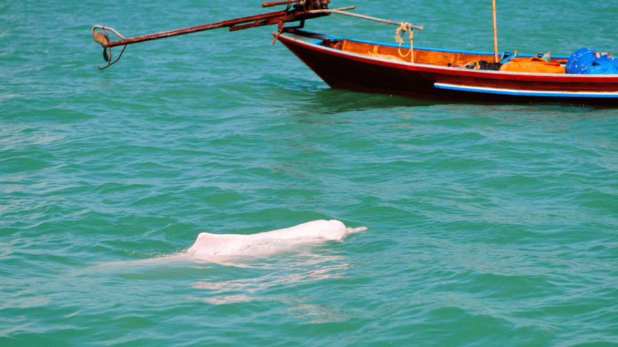 Koh Samui Pink Dolphin Sightseeing and Snorkelling Tour