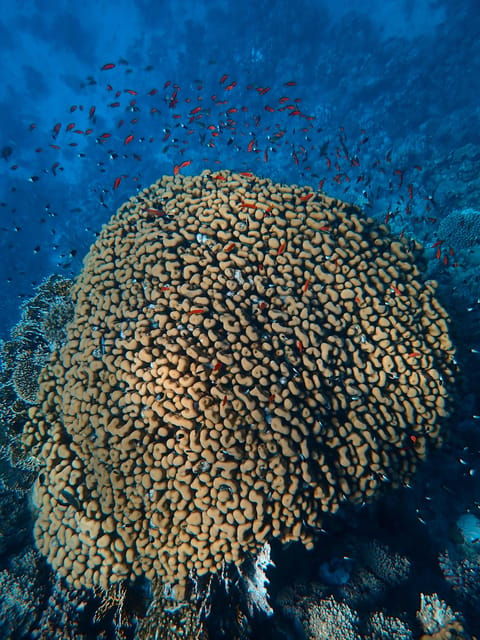 Little Tobago: Glass Bottom Boat Tour - Tour Overview