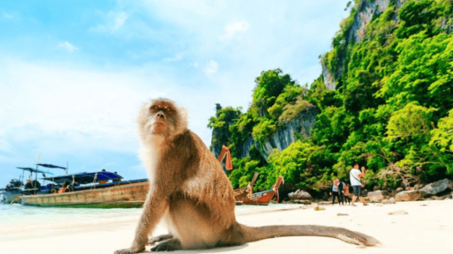 Phuket: Phi Phi Islands, Bamboo Island, and Pileh Lagoon … - Tour Overview and Pricing
