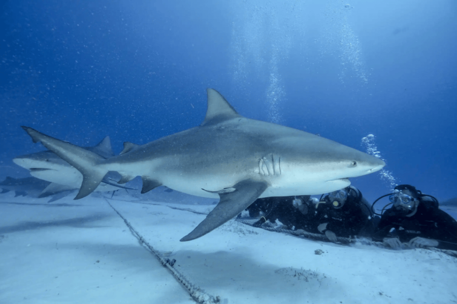 Playa Del Carmen: Bull Shark Feeding Experience