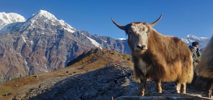 Pokhara: 5-Day Mardi Base Camp Guided Trek With Hot Spring - Trek Overview and Pricing