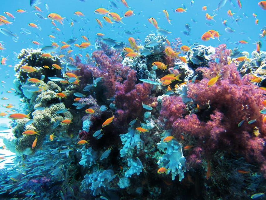 Scuba Dive in Big Wall (Vietnam)