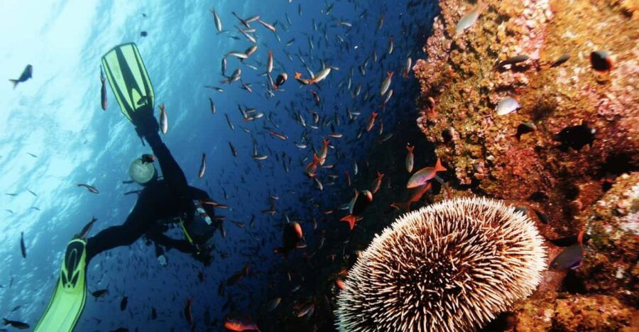 Scuba Dive in Nudibranch Gardens, Phu Quoc - Overview of the Dive