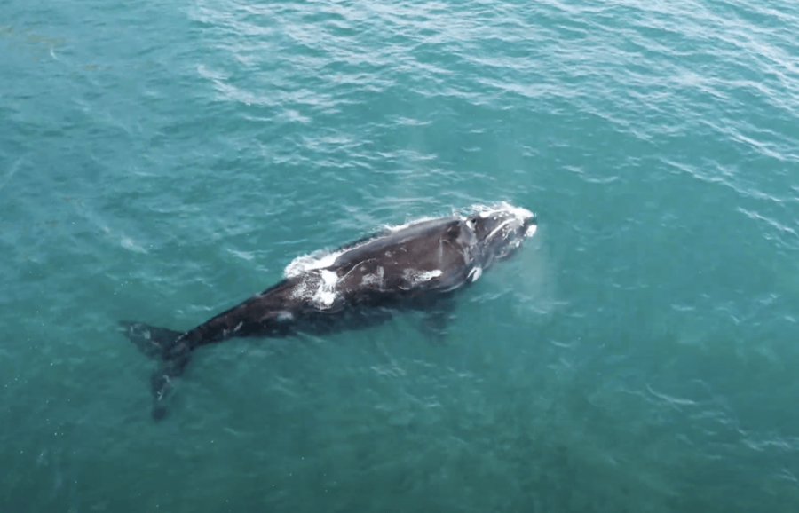The Window: PRIVATE Ocean Safari in La Ventana BCS
