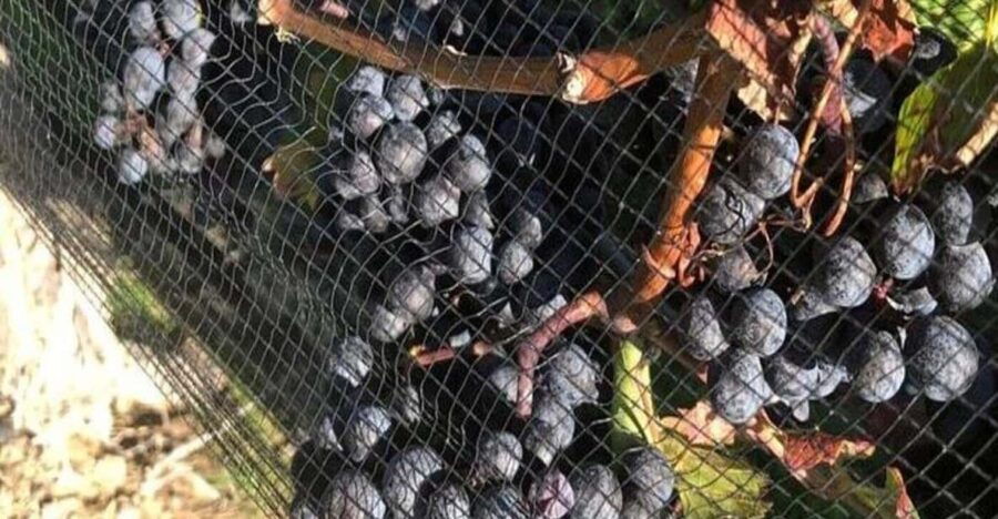 Toronto: Private Wine Tour to Niagara-on-the-Lake - Tour Overview