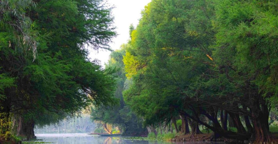 Xochimilco Day Trip: Farmland Food and Hop on a Trajinera - Overview of the Xochimilco Day Trip