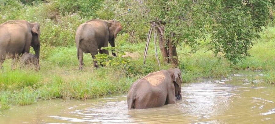 04 Days – CMB Airport, Kandy, Train Trip ,Visit Ella, Safari