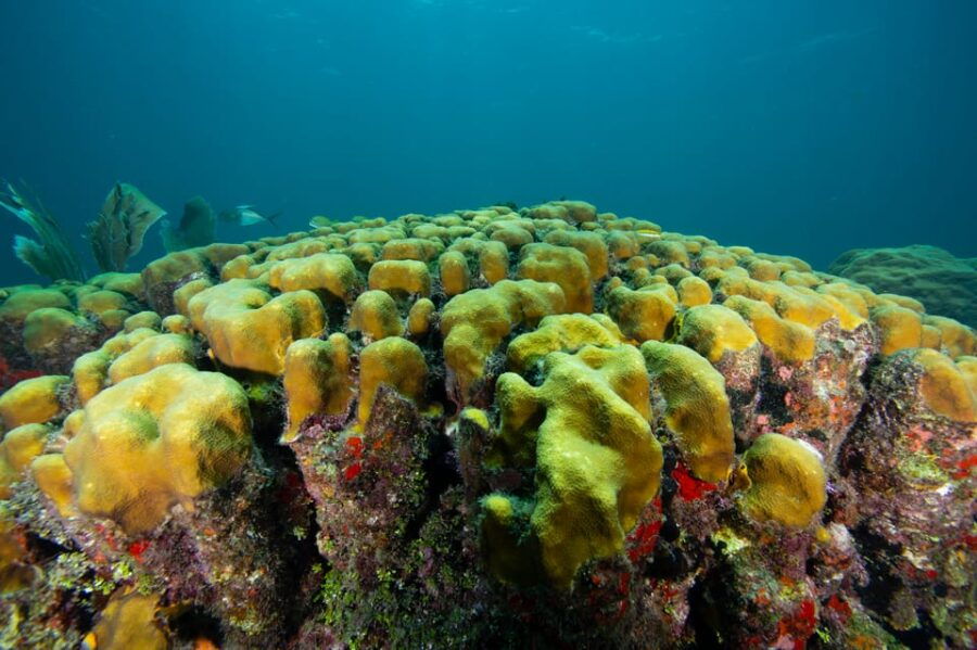 5hs Snorkel Trip: Bird Island, Manatee Reserve & Marine Park