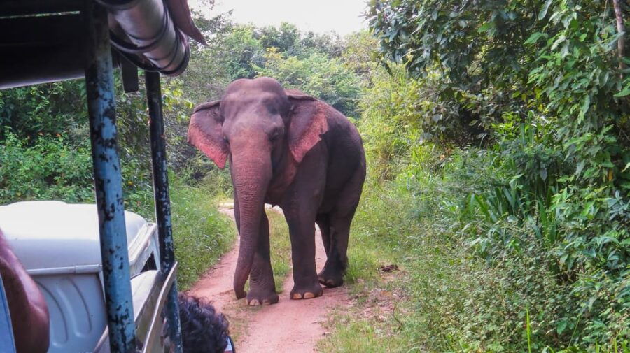 Ahangama: Udawalawe National Park Safari With Hotel Pickup
