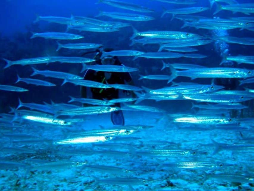 Akumal: Deep Dive Experience