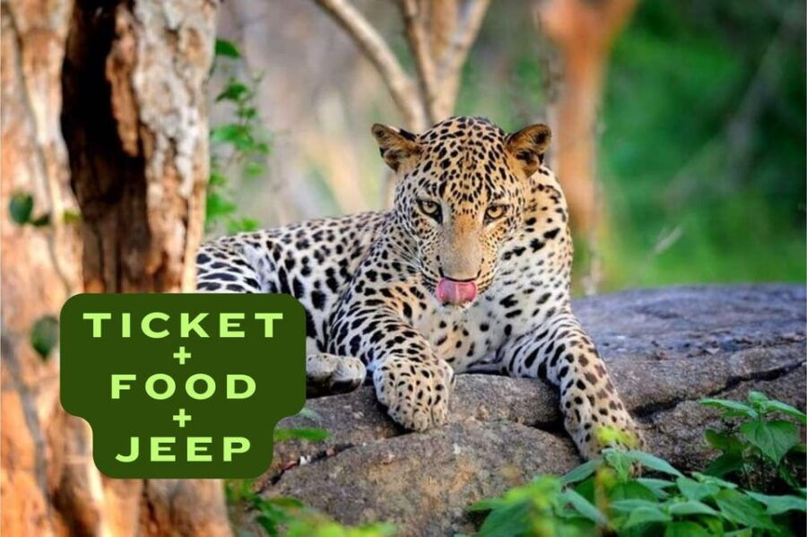 All Inclusive Wilpattu National Park: Safari Jeep Tour - Tour Overview and Pricing