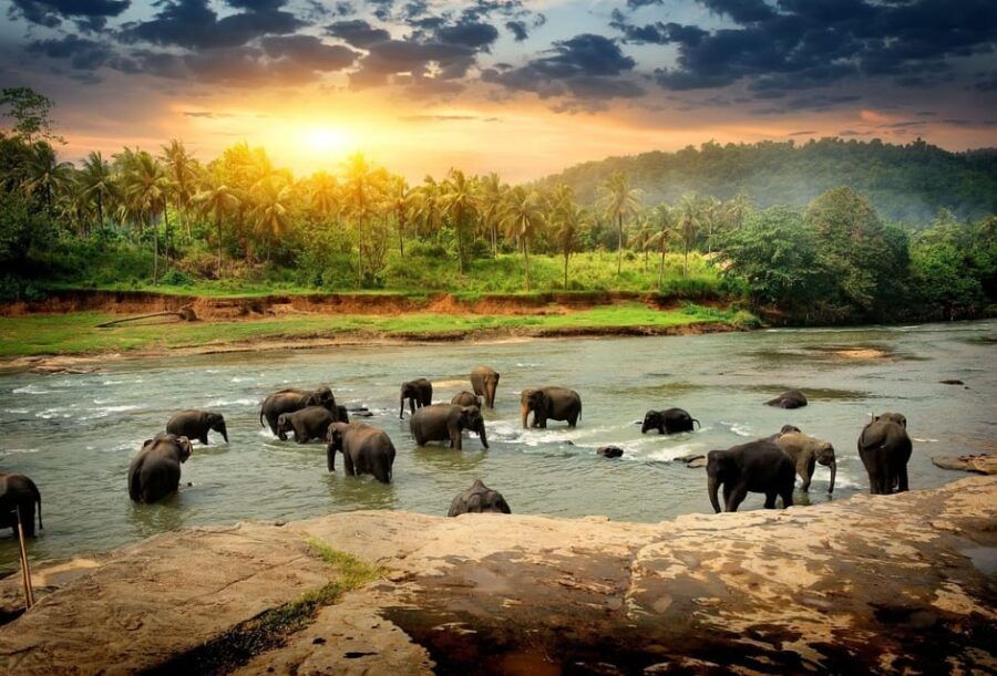 Ambuluwawa Tower and Pinnawala Eliphant Orphanage Day Tour - Tour Overview and Pricing
