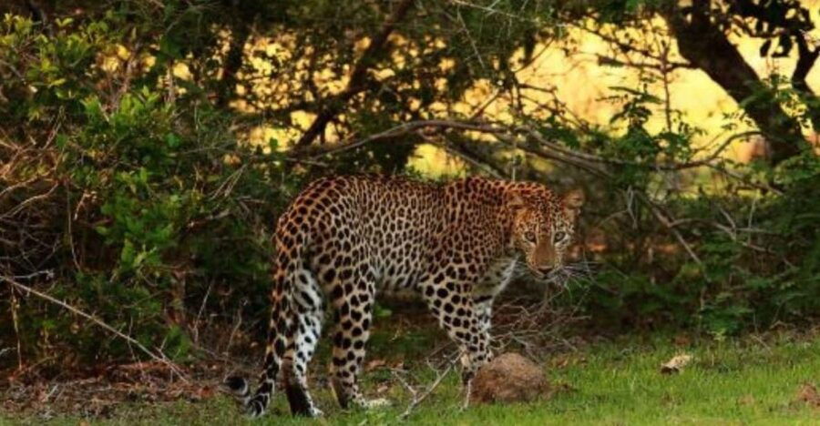 Anuradhapura: Morning or Evening Safari at Wilpattu Park - Overview of Wilpattu National Park