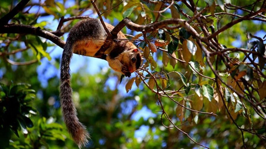 Anuradhapura: Wilpattu National Park Day Trip With Entrance - Overview of the Day Trip