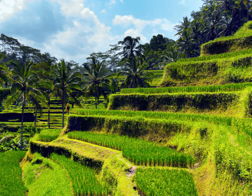 Bali Highlights: Volcanoes, Temples, Waterfall, Rice Terrace