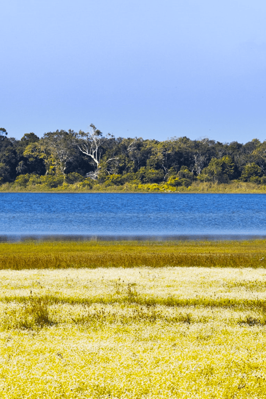 Budget Safari to Wilpaththu National Park From Anuradhapura - Tour Overview and Pricing