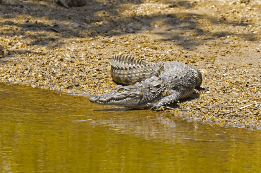 Budget Safari to Wilpaththu National Park From Colombo