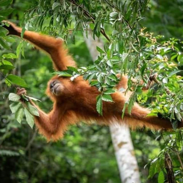 Bukit Lawang: a Unique Wildlife Tour & Overnight Into Jungle - Overview of Bukit Lawang Tour