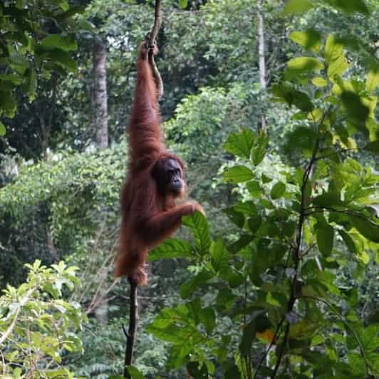 Bukit Lawang: Incredible Wildlife & Magnificent Jungle Trek - Unique Wildlife Encounters