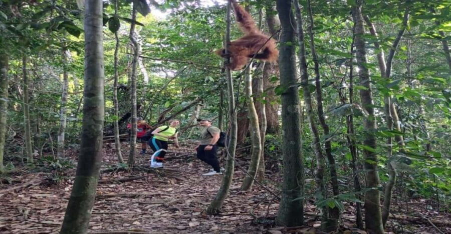 Bukit Lawang: Orangutan Tour & Wonderful Jungle View - Experience Highlights
