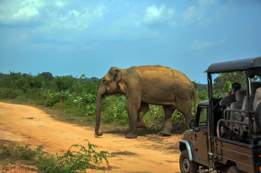 Bundala National Park Safari From Ahangama