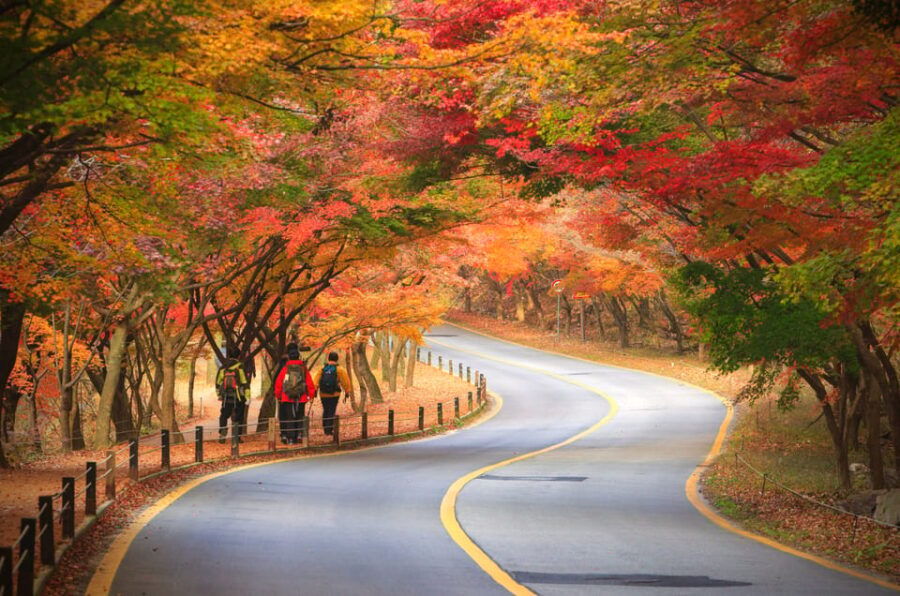 Busan: Naejangsan National Park Autumn Foliage One Day Tour