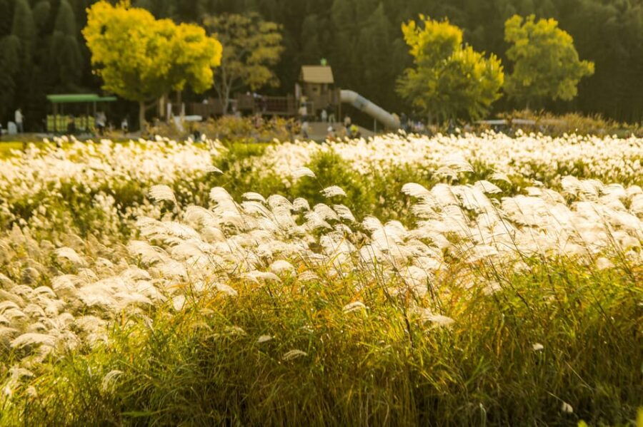 Busan: Ulsan Taehwa River Garden Autumn Foliage Day Tour
