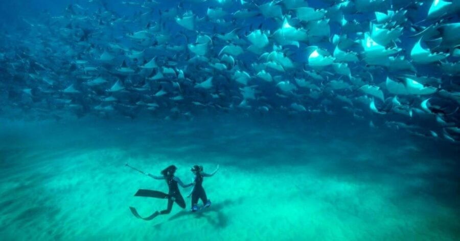 Cabo San Lucas: Open Ocean Snorkel