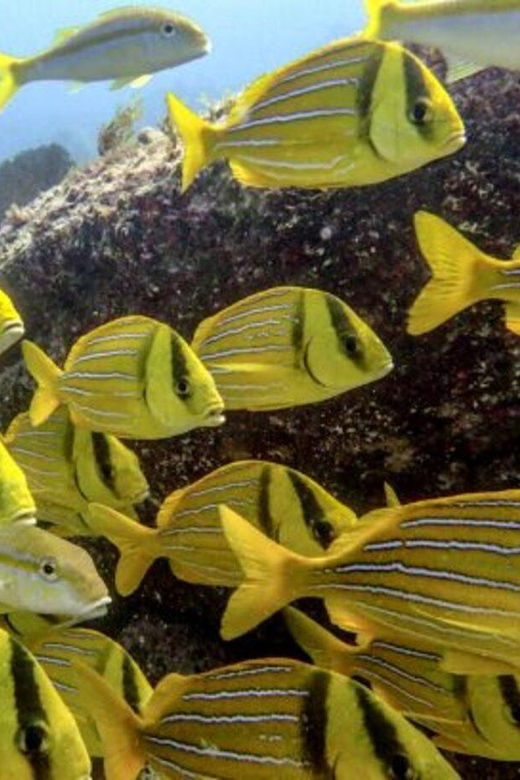 Cabo San Lucas: The Corridor Snorkeling Adventure - Activity Overview