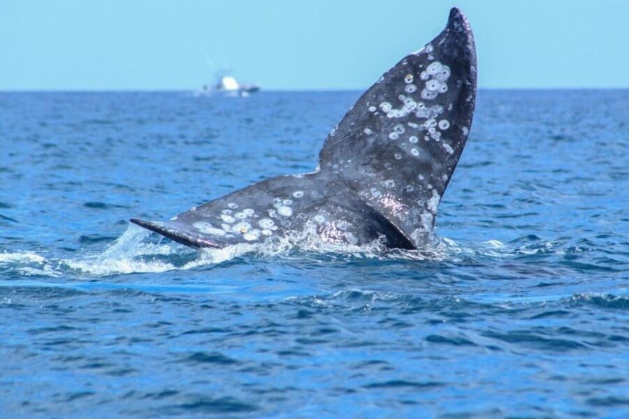 Cabo San Lucas: Whale Watching Tour - Tour Overview