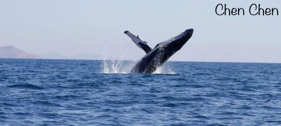 Cabo San Lucas: Whale Watching Tour - Tour Overview