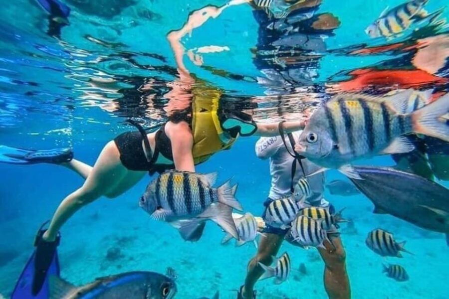 Cancun: Cozumel Snorkeling Experience