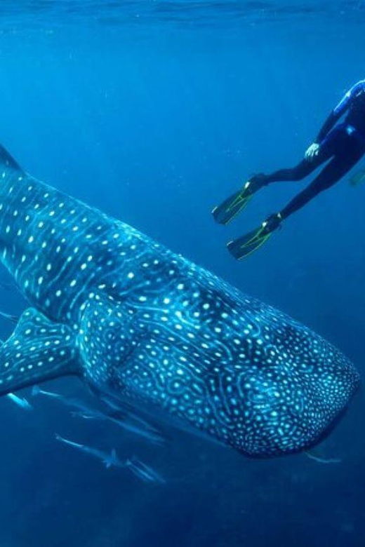 Cancun: Swim With Whale Sharks