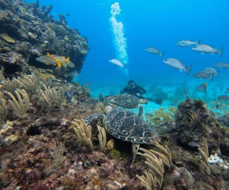 Cancun: Two Reef Dives – Isla Mujeres